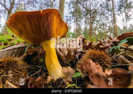 Makro eines braunen und gelben Pilzes, umgeben von Blättern im Wald Stockfoto