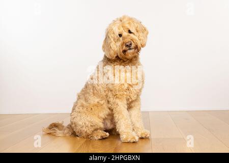 Goldendoodle Hund sitzt auf einem Holzboden mit einem traurigen und neugierigen Ausdruck Blick auf die Kamera. VEREINIGTES KÖNIGREICH Stockfoto