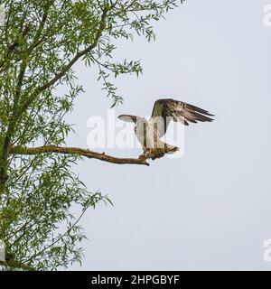 Ein Fischadler, der auf seinem Barsch in einem Baum auf der Horn Mill Forellenfarm, Oakham, Rutland, England, Großbritannien, landet, Um auf die Chance zu warten, einen Fisch im See zu fangen. Stockfoto