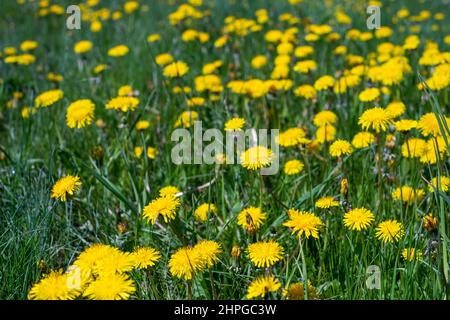Elendswiese. Selektiver Fokus auf einige Dandelionenköpfe in unscharfem Hintergrund. Stockfoto