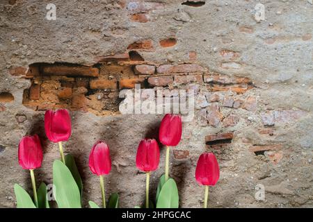 Bouquet von roten und weißen Tulpen über Wandhintergrund. Draufsicht. Banner Stockfoto