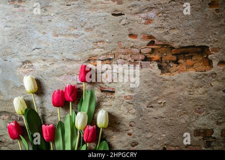 Bouquet von roten und weißen Tulpen über Wandhintergrund. Draufsicht. Banner Stockfoto