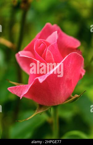 Nahaufnahme einer schönen jungen Rose in einem Garten Stockfoto