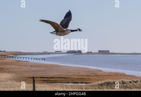 Eine Kanadische Gans im Flug von Havergate Island über den Fluss Alde. Orford Ness ist im Hintergrund. Suffolk, Großbritannien Stockfoto