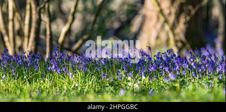 Eine Nahaufnahme von Native Bluegells in einem uralten Wald mit Hazel Coppice im Hintergrund. Suffolk, Großbritannien Stockfoto