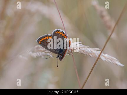 Ein brauner Argus-Schmetterling, der auf einem Grashalm am Rande einer Waldfahrt thront. Suffolk, Großbritannien. Stockfoto