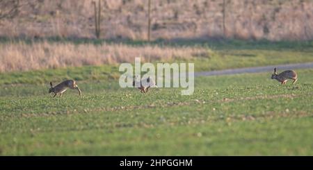 Drei in einer Reihe. Drei braune Hasen folgen einander über ein Feld auf einer gemischten Farm. Jede zeigt eine andere Phase in ihrer Bewegung. Suffolk, Großbritannien Stockfoto