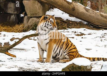 Tiger liegt im Schnee. Schöner wilder sibirischer Tiger auf Schnee Stockfoto