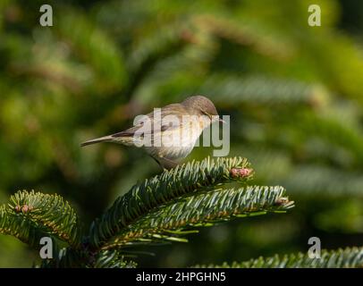 Eine gewöhnliche Chiffchaff thronte auf einem Weihnachtsbaum. Suffolk, Großbritannien Stockfoto