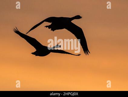 Eine Silhouette von zwei Kanadagänsen im Flug gegen einen orangefarbenen Sonnenaufgang. Suffolk, Großbritannien Stockfoto