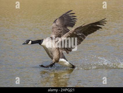 Eine Nahaufnahme einer Canada Goose, die mit ausgestreckten Flügeln an Land auf einem Suffolk-See kommt. Es sieht so aus, als würde es auf dem Wasser laufen. VEREINIGTES KÖNIGREICH Stockfoto