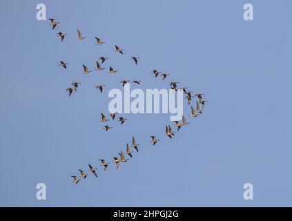 Eine Herde dunkelbauchiger Brent-Gänse, die in Formation über der North Norfolk Coast fliegen. VEREINIGTES KÖNIGREICH Stockfoto