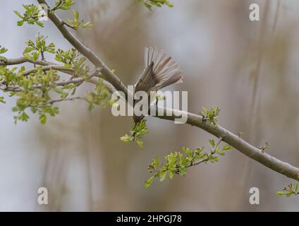 Ein gewöhnlicher Hiffchaff, der Insekten im Ahawtorn-Baum sucht und sich ernährt. Suffolk, Großbritannien Stockfoto