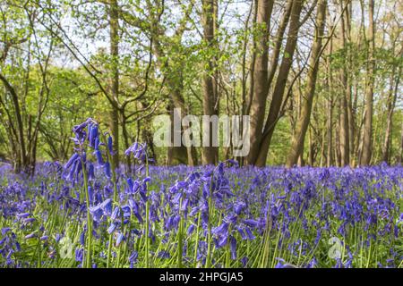 Ein Insektenblick auf einen Teppich aus einheimischen Blubells und Whitegells in uralten Wäldern zwischen Haselnusspappeln und Buchen. Suffolk, Großbritannien Stockfoto