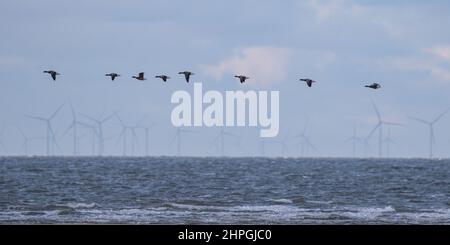 Eine atmosphärische Aufnahme einer Reihe von Brent-Gänsen, die über die North Norfolk Coast fliegen, mit einer Reihe von Windturbinen im Hintergrund. VEREINIGTES KÖNIGREICH Stockfoto