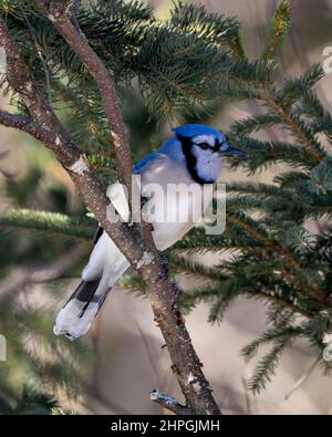 Blue Jay Vogel Nahaufnahme auf einem Fichtenzweig mit einem verschwommenen Waldhintergrund in der Waldumgebung und Lebensraum Umgebung zeigt blau Stockfoto