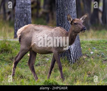 Elchweibchen, die in ihrer Umgebung und ihrem Lebensraum auf dem Feld entlang des Waldes wandern. Wapiti-Porträt. Stockfoto