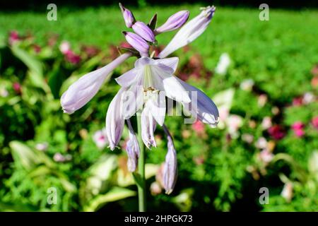 Rosa und weiße Kochelilien oder Hostapflanzen und grüne Blätter in einem britischen Garten im Cottage-Stil an einem sonnigen Sommertag, schöner Außenhintergrund p Stockfoto