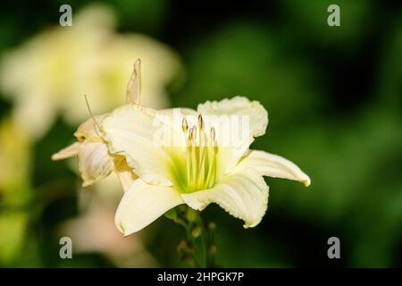 Elfenbeinweiße Blume von Hemerocallis Arctic Schnee Pflanze, bekannt als Taglilie, Lilium oder Lily Pflanze in einem britischen Cottage Stil Garten an einem sonnigen Sommertag, b Stockfoto