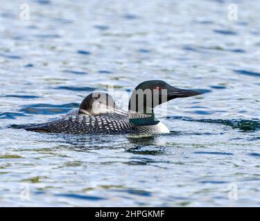 Gewöhnlicher Loon mit jungen unreifen Babyloonen in seiner Wachstumsphase, die in ihrer Umgebung und ihrem Lebensraum schwimmen. Bild. Hochformat. Bild. Stockfoto