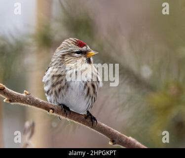 Red Poll in der Wintersaison thront mit einem unscharfen Hintergrund in seiner Umgebung und Umgebung. Stockfoto