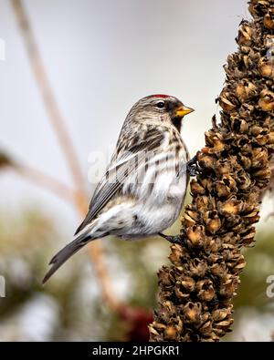 Red Poll im Winter thront auf Laub mit einem unscharfen Hintergrund in seiner Umgebung und Umgebung. Stockfoto