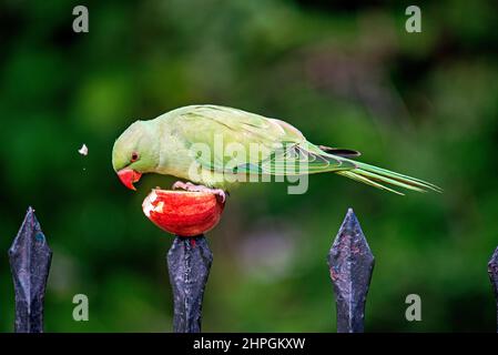 Ringhalssittich - Psittacula krameria wilder beringter Vogel, der Apfel vom Geländer frisst, Central London Stockfoto