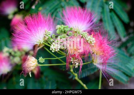 Lebendige rosa Mimosa pudica Blumen und grüne Blätter in einem Garten an einem sonnigen Sommertag, schöne Outdoor-Blumenhintergrund mit weichem Fokus fotografiert Stockfoto