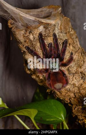 Caribena Versicolor, Tarantula in einem Terrarium, Caribena Versicolor in einem Terrarium, wunderschöne Spinne Stockfoto