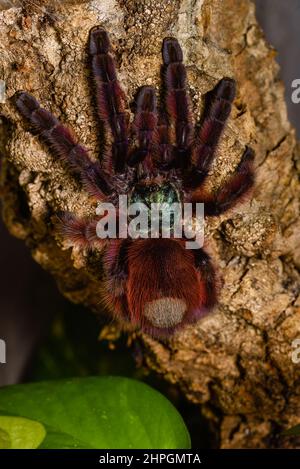 Caribena Versicolor, Tarantula in einem Terrarium, Caribena Versicolor in einem Terrarium, wunderschöne Spinne Stockfoto