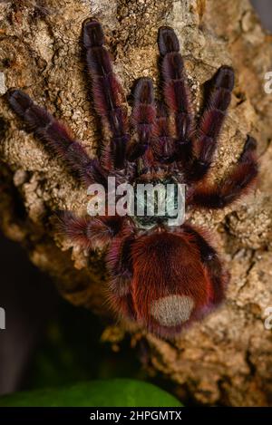 Caribena Versicolor, Tarantula in einem Terrarium, Caribena Versicolor in einem Terrarium, wunderschöne Spinne Stockfoto