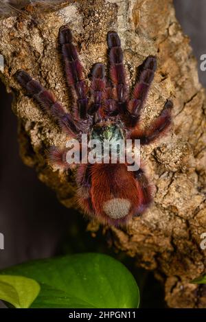 Caribena Versicolor, Tarantula in einem Terrarium, Caribena Versicolor in einem Terrarium, wunderschöne Spinne Stockfoto