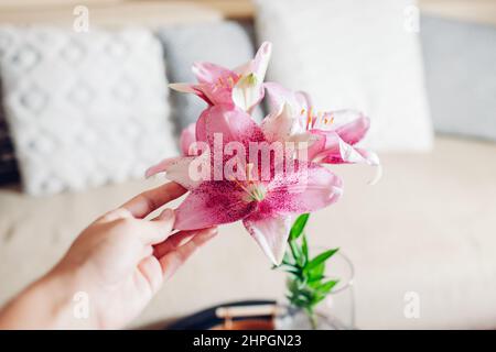 Bouquet von frischen Lilienblumen in Vase zu Hause. Nahaufnahme von rosa Blüten. Innenausstattung und Einrichtung. Frau berührt Blütenblätter Stockfoto