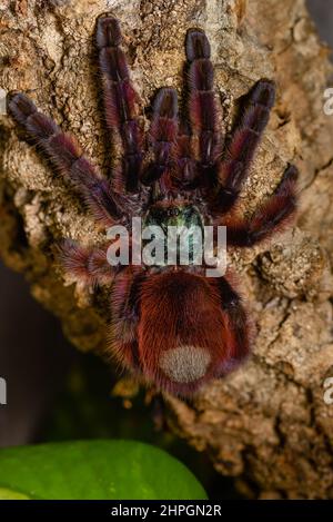 Caribena Versicolor, Tarantula in einem Terrarium, Caribena Versicolor in einem Terrarium, wunderschöne Spinne Stockfoto