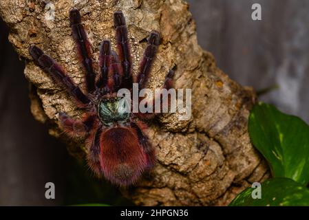 Caribena Versicolor, Tarantula in einem Terrarium, Caribena Versicolor in einem Terrarium, wunderschöne Spinne Stockfoto