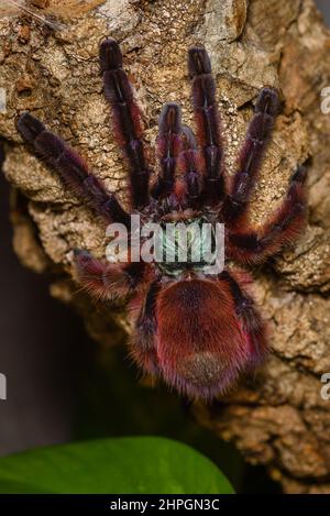 Caribena Versicolor, Tarantula in einem Terrarium, Caribena Versicolor in einem Terrarium, wunderschöne Spinne Stockfoto