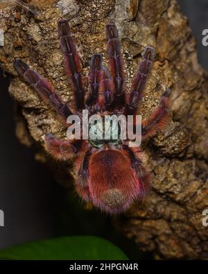 Caribena Versicolor, Tarantula in einem Terrarium, Caribena Versicolor in einem Terrarium, wunderschöne Spinne Stockfoto