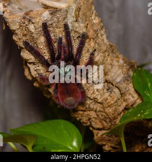 Caribena Versicolor, Tarantula in einem Terrarium, Caribena Versicolor in einem Terrarium, wunderschöne Spinne Stockfoto