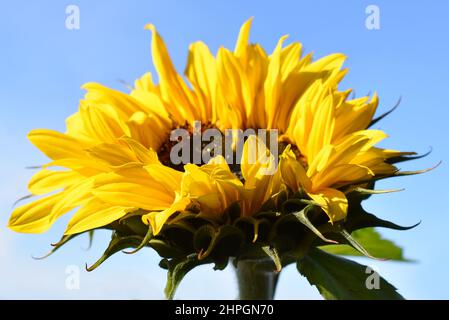 Große Sonnenblume Helianthus annuus gegen blauen Himmel Stockfoto