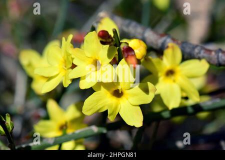 Winterjasmin, Winter-Jasmin, Jasminum nudiflorum, téli jázmin, Stockfoto