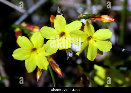 Winterjasmin, Winter-Jasmin, Jasminum nudiflorum, téli jázmin, Stockfoto