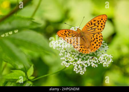 Silbergewaschene Fritillary, ein orangefarbener und schwarzer Schmetterling, sitzt auf einer weißen Blume, die in der Natur wächst. Sommertag. Verschwommener Hintergrund mit grünen Blättern. Stockfoto