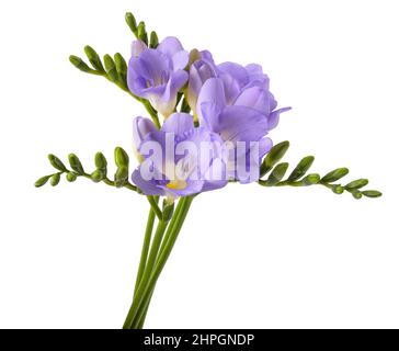 Frische Freesia Blume isoliert auf weißem Hintergrund. Stockfoto