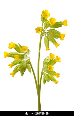 Cowslip Primrose Blüten isoliert auf weißem Hintergrund. Stockfoto