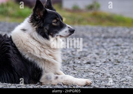 Border Collie ruht auf den Steinen in Irland. Stockfoto
