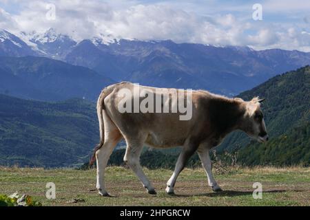 Eine Kuh grast auf einer Bergwiese hoch in den Bergen. Blick auf eine Berglandschaft in Georgien mit grünem Gras und einem weißen Kalb an einem sonnigen Tag. Stockfoto
