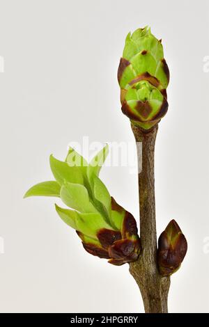 Baumknospen auf dem Zweig: Geschlossene braune Knospe, Knospe öffnet sich und zeigt kleine grüne Blätter und Blätter, die sich entfalten. Weißer Hintergrund Kopieplatz Nahaufnahme Naturfoto Stockfoto