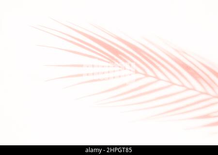 Abstrakter Schatten rosa Palmblatt Schatten auf einem weißen Wandhintergrund. Horizontales kreatives Thema Poster, Grußkarten, Header, Website und App Stockfoto