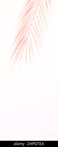 Abstrakter Schatten rosa Palmblatt Schatten auf einem weißen Wandhintergrund. Horizontales kreatives Thema Poster, Grußkarten, Header, Website und App Stockfoto