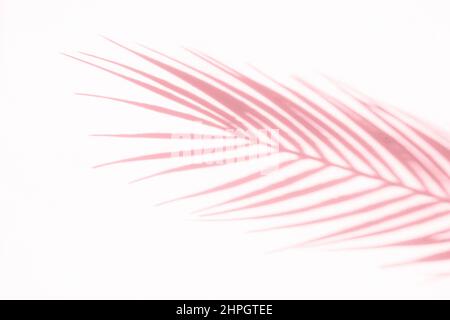 Abstrakter Schatten rosa Palmblatt Schatten auf einem weißen Wandhintergrund. Horizontales kreatives Thema Poster, Grußkarten, Header, Website und App Stockfoto